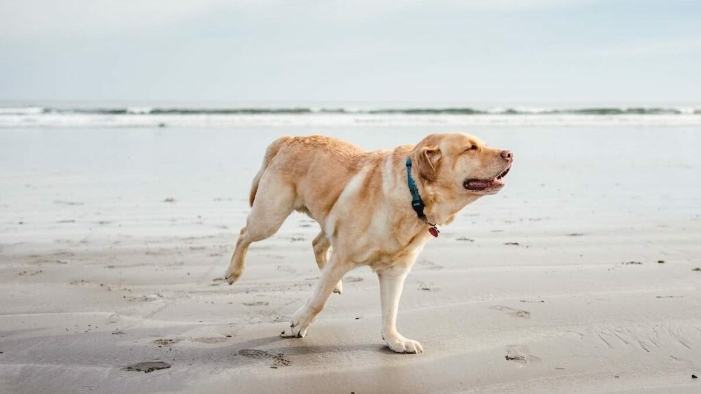 Dog-Friendly Beaches in NSW