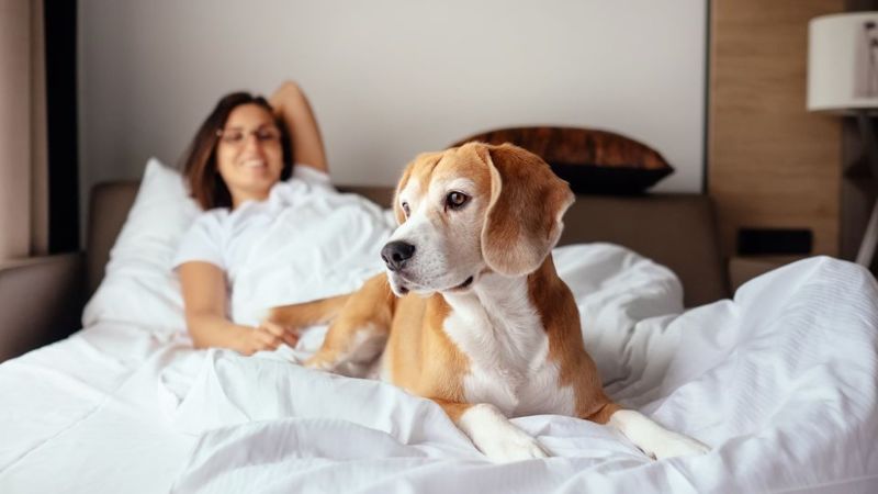 Dog-Friendly Hotels In Europe